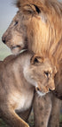 Wild Love Plakat - Posterbox