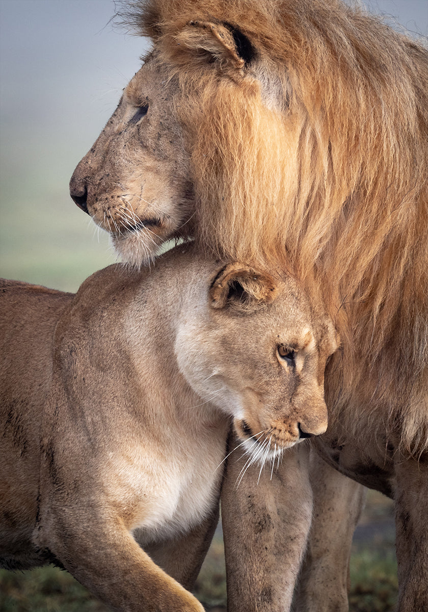 Wild Love Plakat - Posterbox