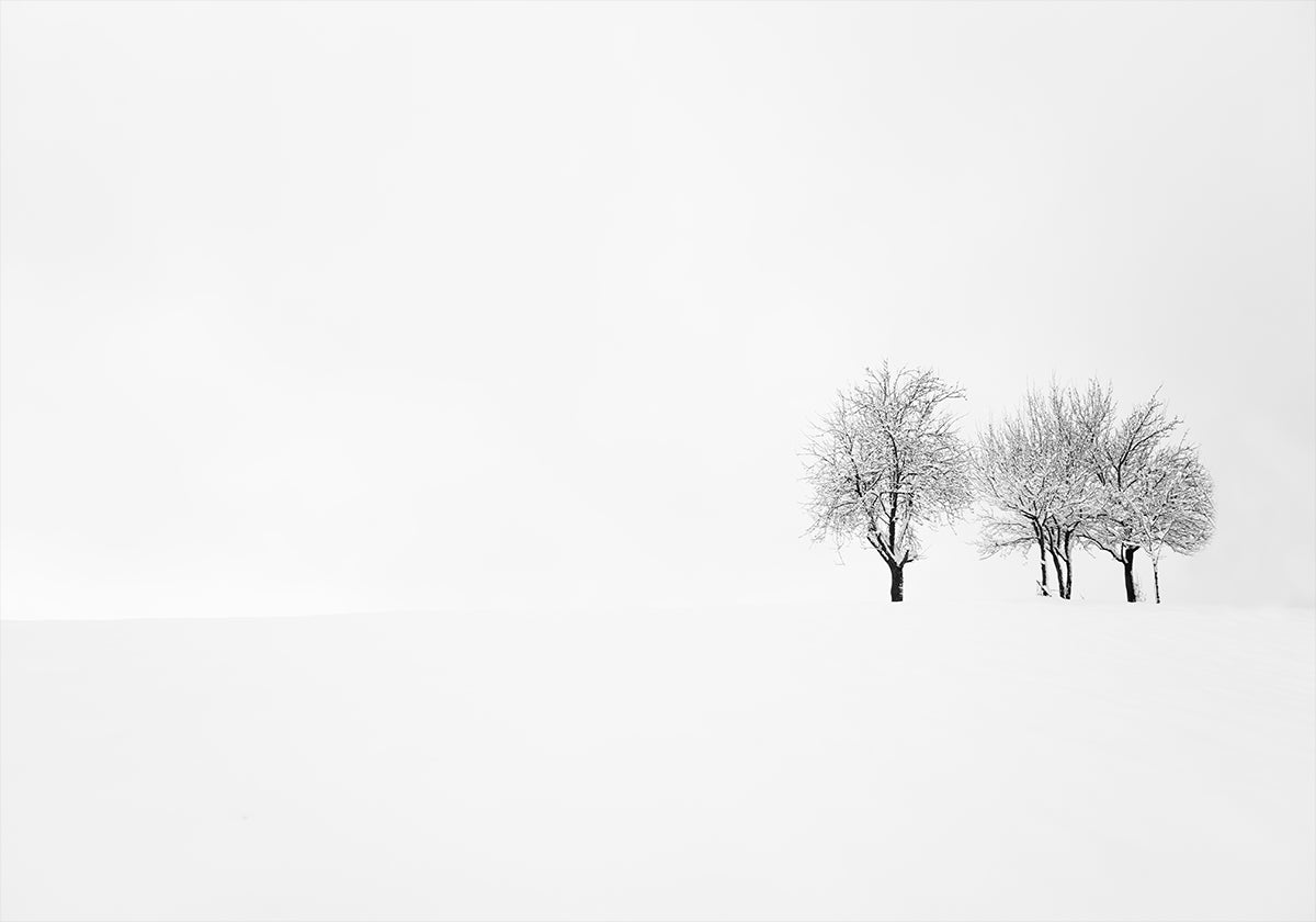 tree and silence Plakat - Posterbox