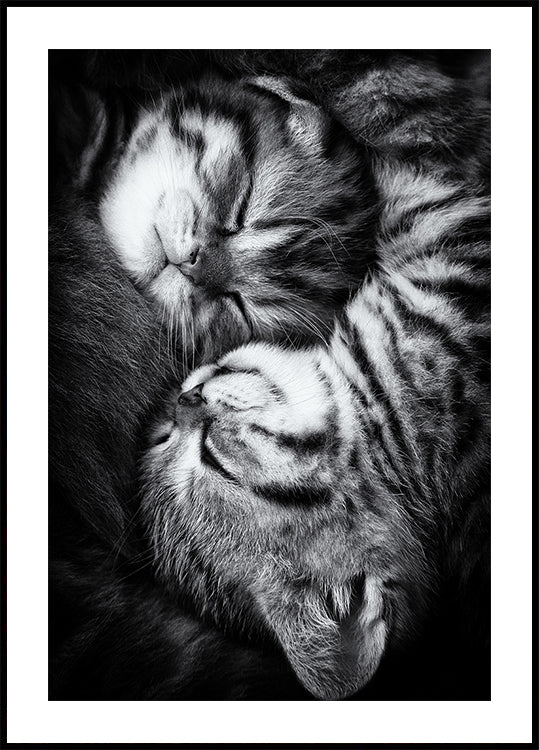 Yin and Yang - Posterbox