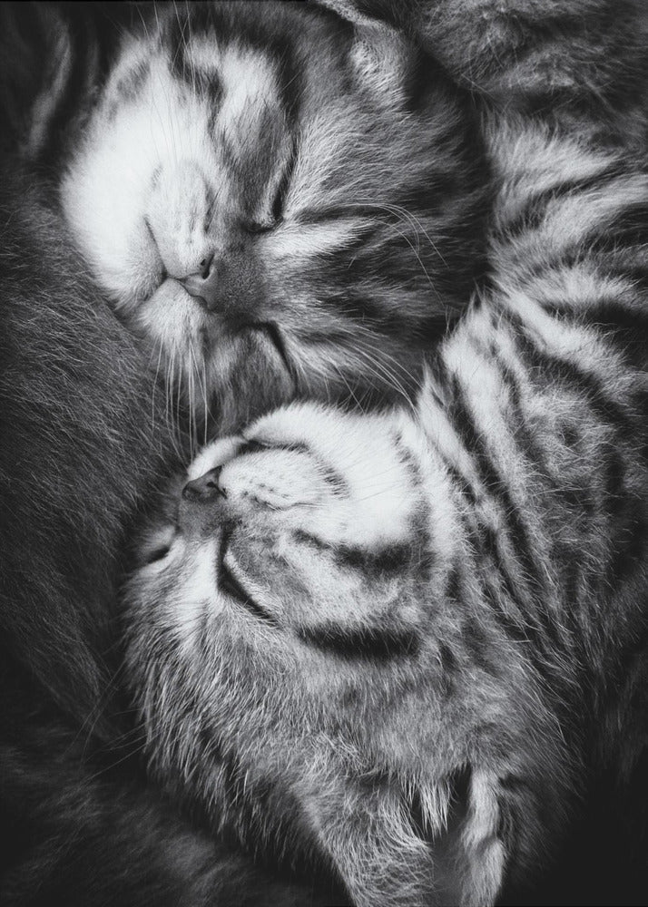 Yin and Yang Plakat - Posterbox