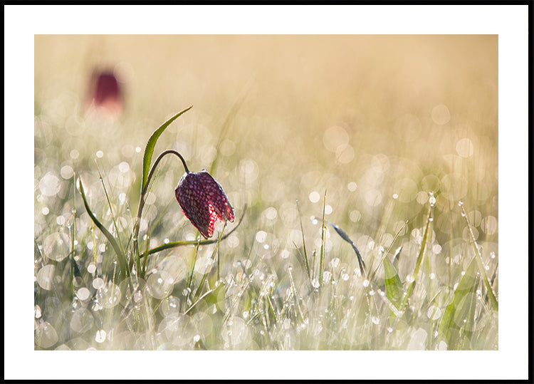 Morningdew - Posterbox