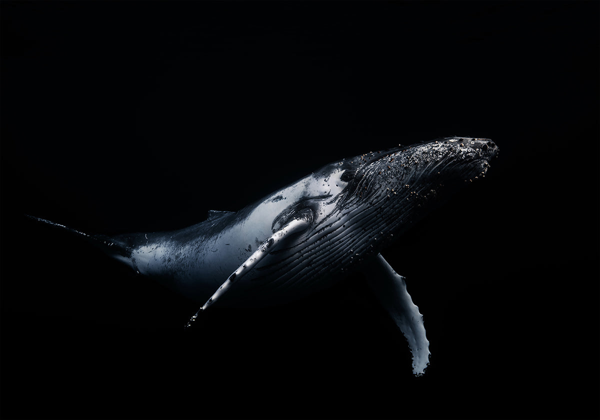 Black &amp; Whale Plakat - Posterbox