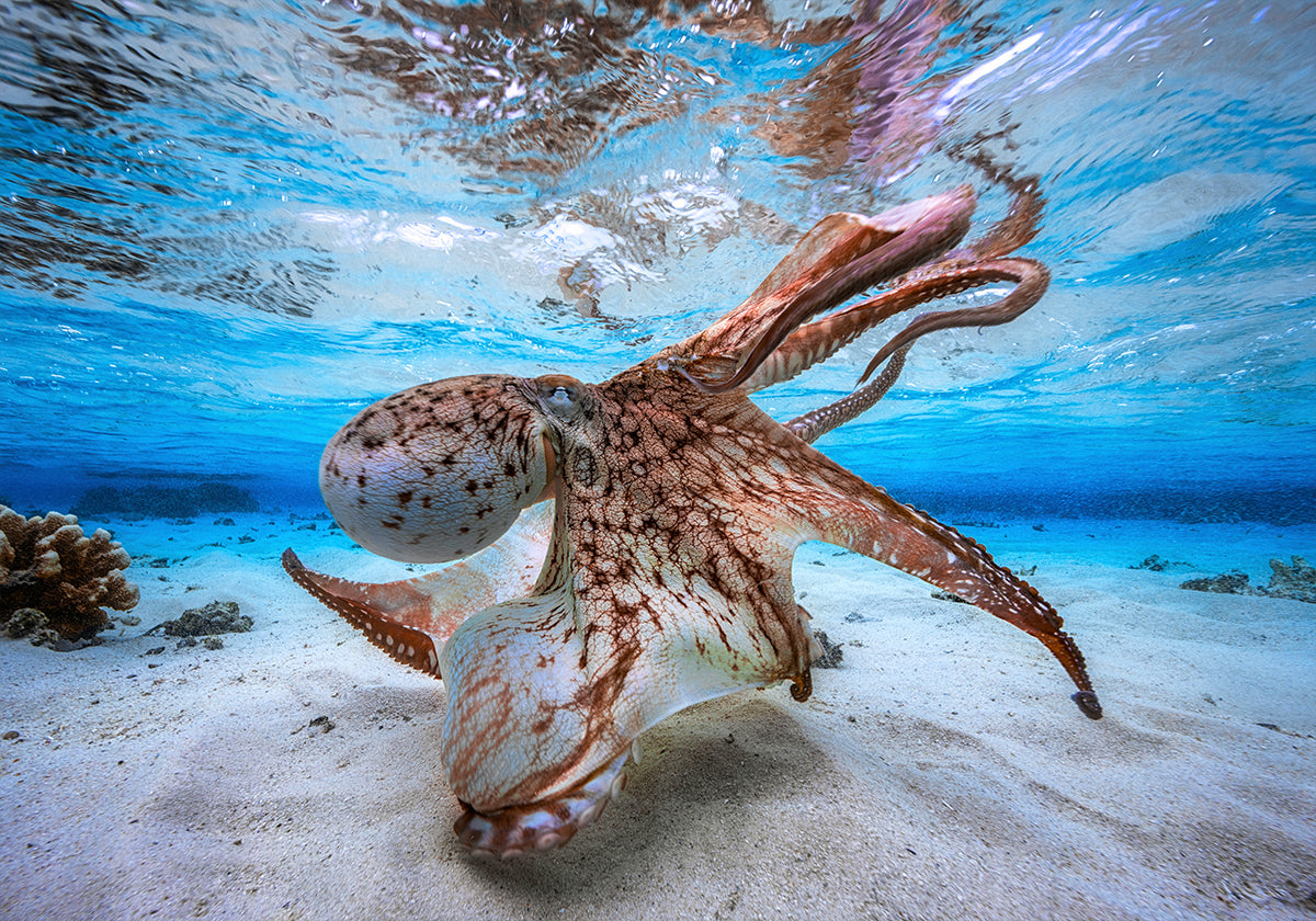 Dancing Octopus Plakat - Posterbox
