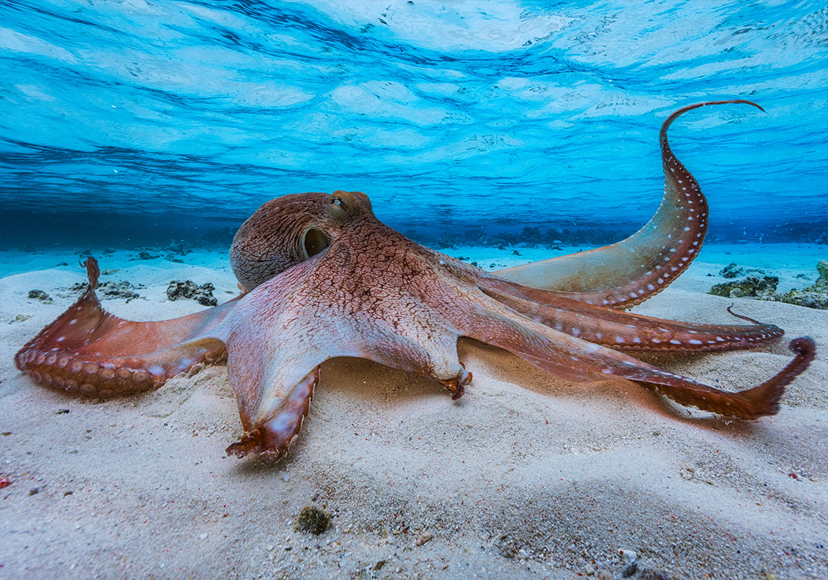 Octopus - Posterbox