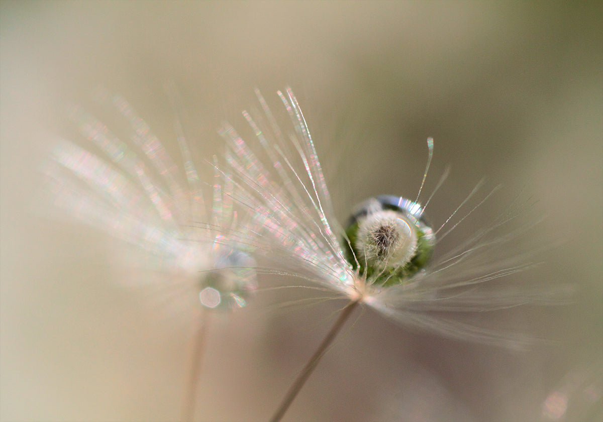 Star of dandelion - Posterbox