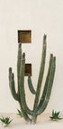Cabo Cactus IX Plakat - Posterbox