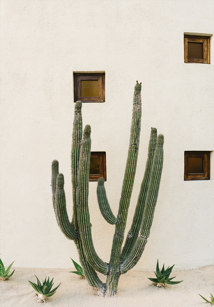 Cabo Cactus IX Plakat - Posterbox