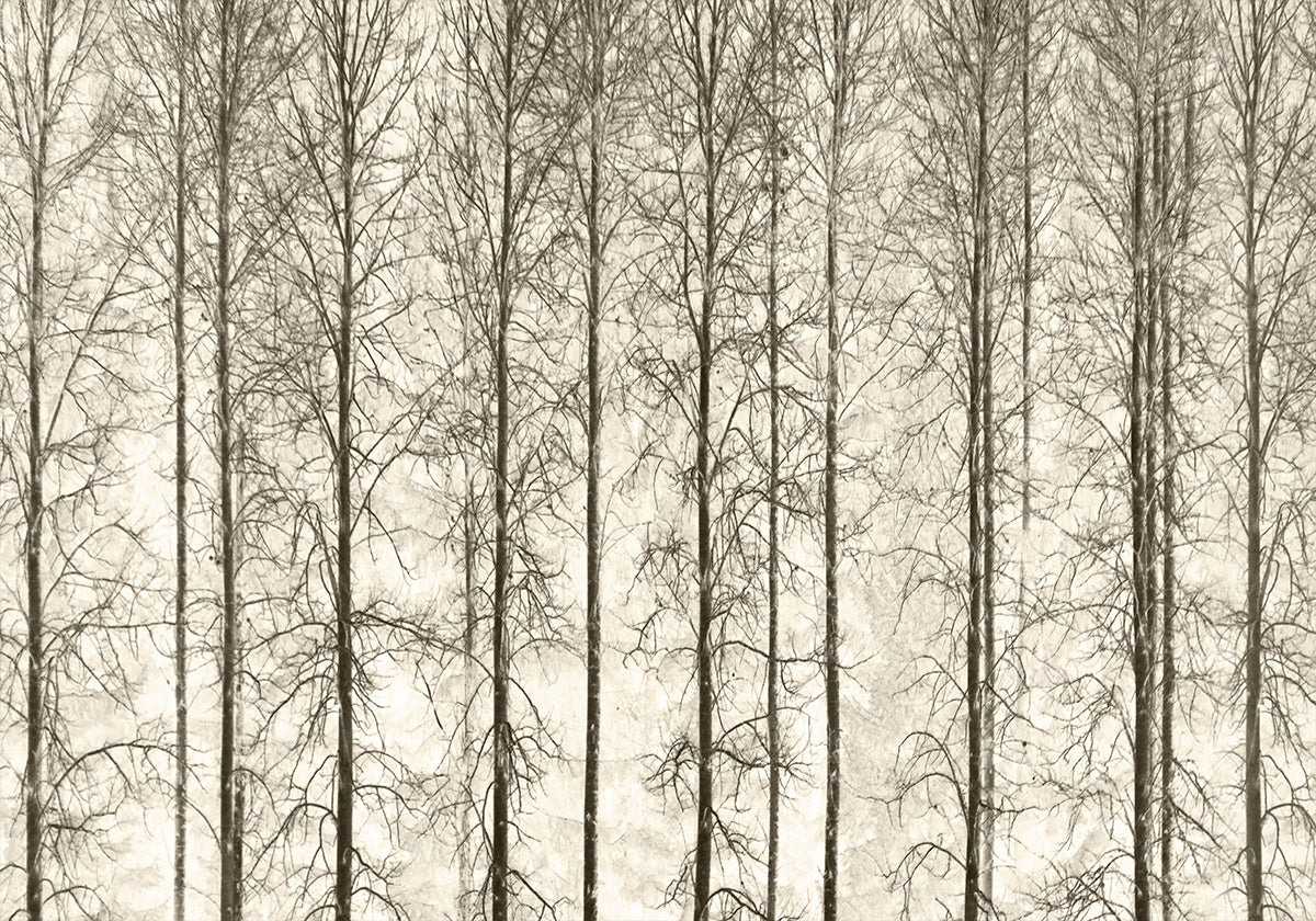 Aspens Plakat - Posterbox