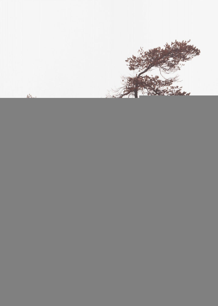 Sculptral Pines Plakat - Posterbox