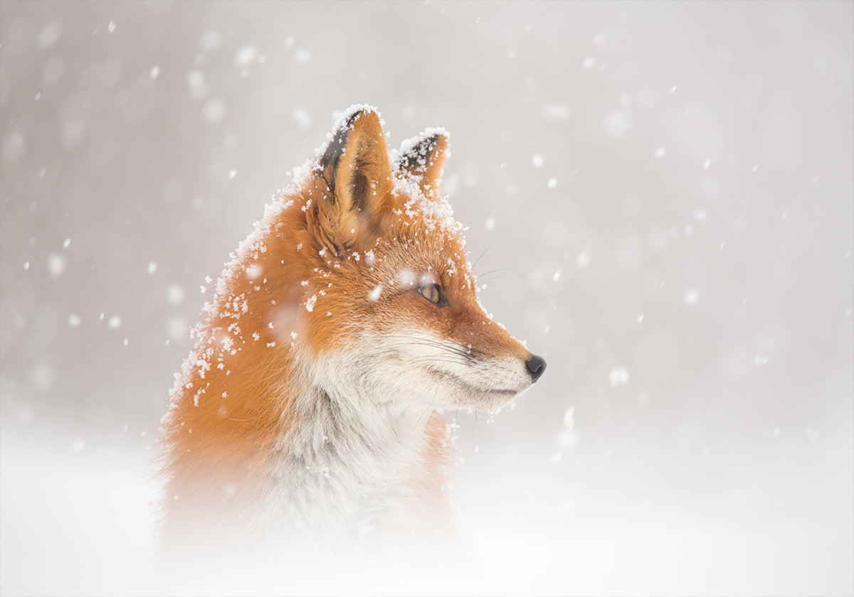 Snow is falling… Plakat - Posterbox