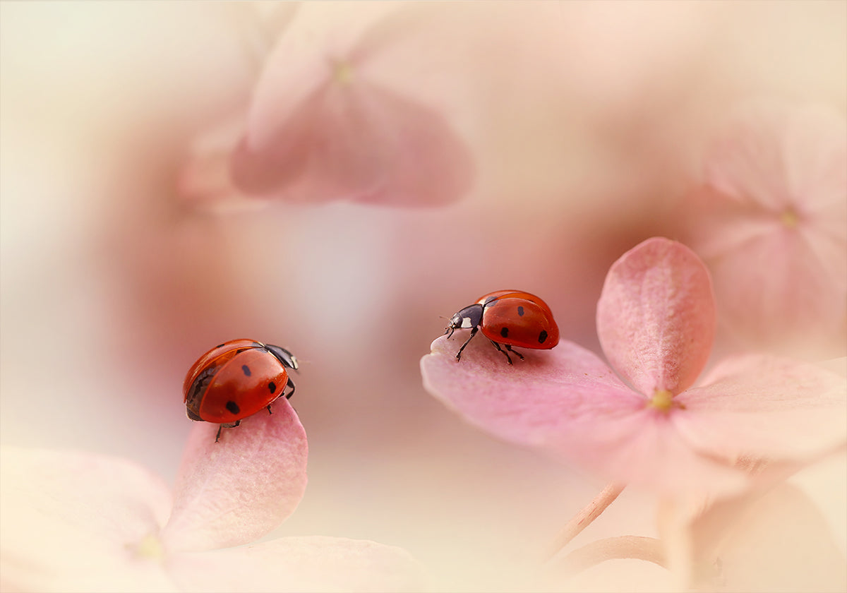 Ladybirds on pink hydrangea. - Posterbox
