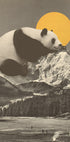 Giant Panda Nap Plakat - Posterbox