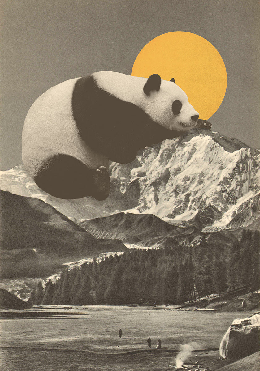 Giant Panda Nap Plakat - Posterbox