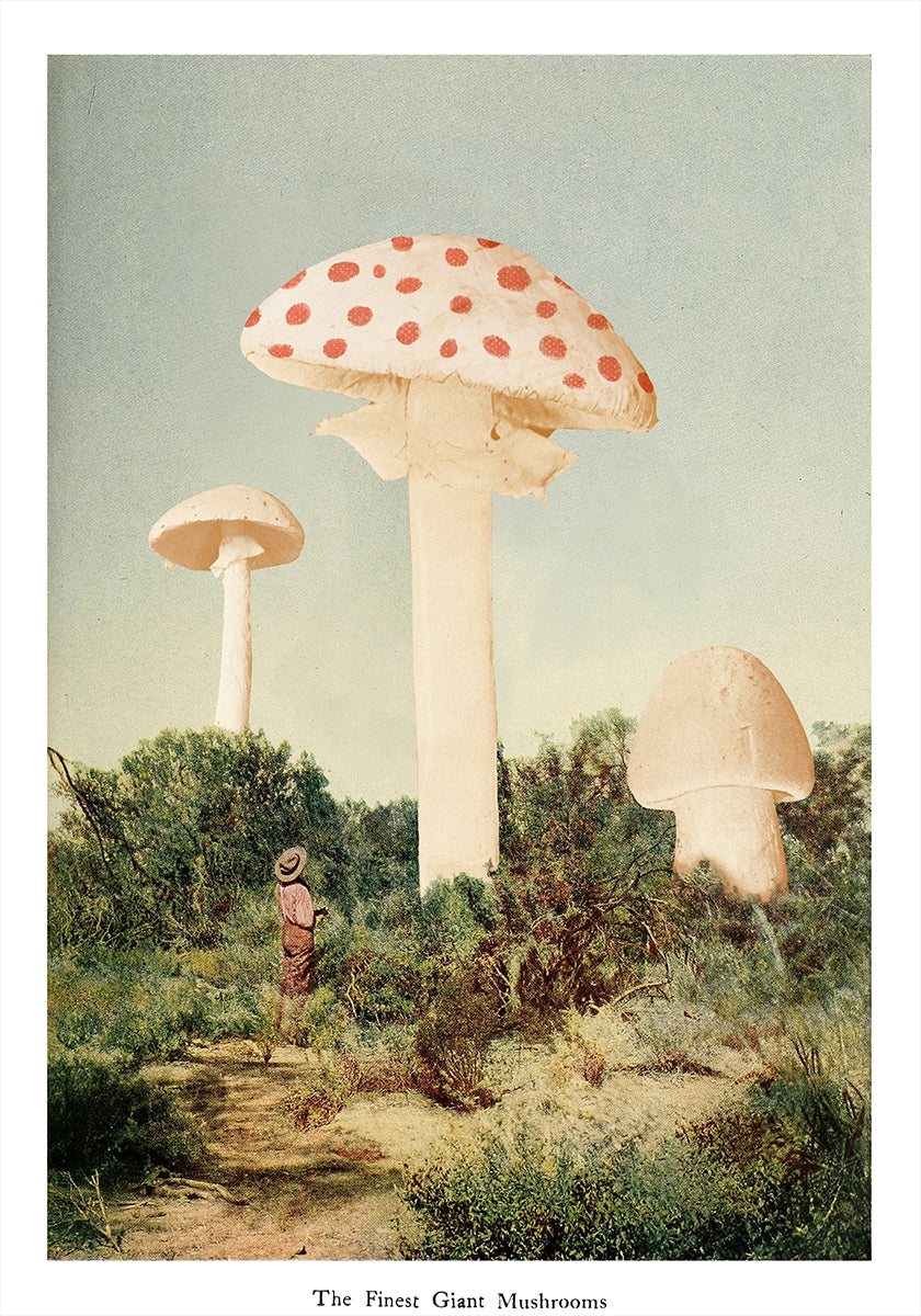 The Finest Giant Mushroom Plakat - Posterbox