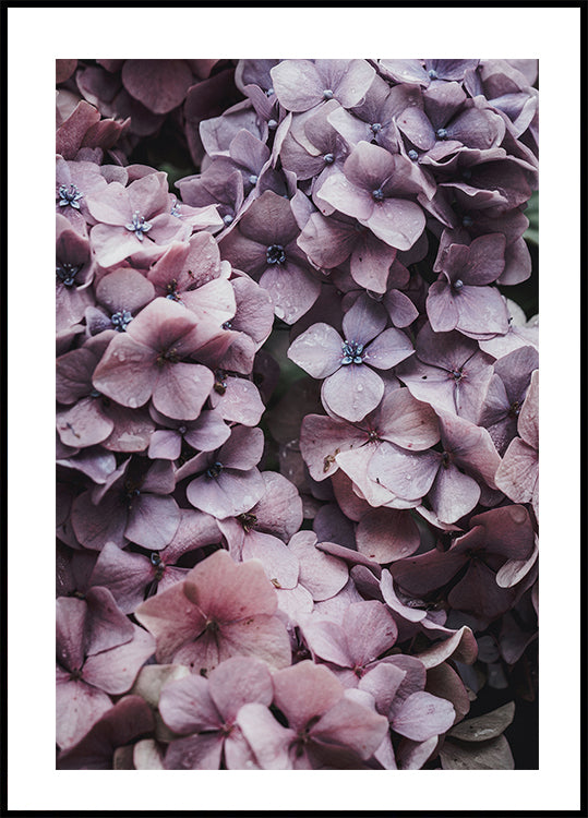 Pink Hydrangea Plakat - Posterbox.dk