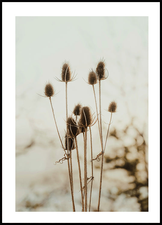 Reeds Plakat - Posterbox.dk