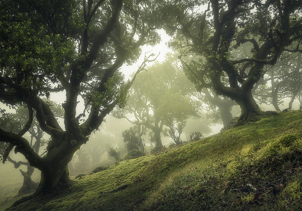 Enchanted Forest Plakat - Posterbox