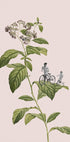 Botanical cycling - Posterbox