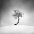 Winter Tree Plakat - Posterbox