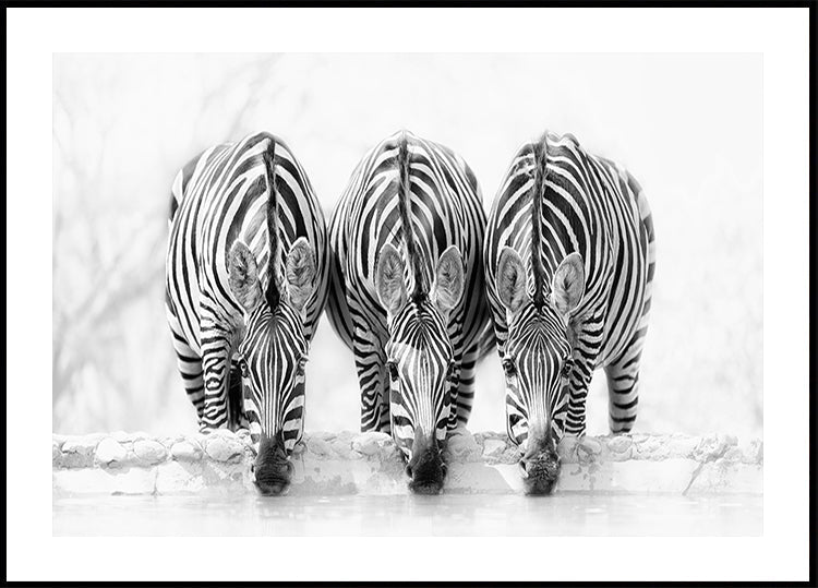 Zebras Plakat - Posterbox