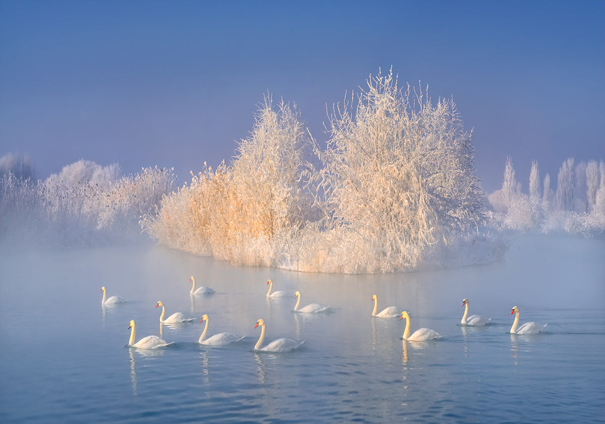 Swan Lake Plakat - Posterbox