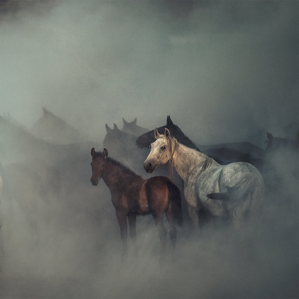 The lost horses Plakat - Posterbox