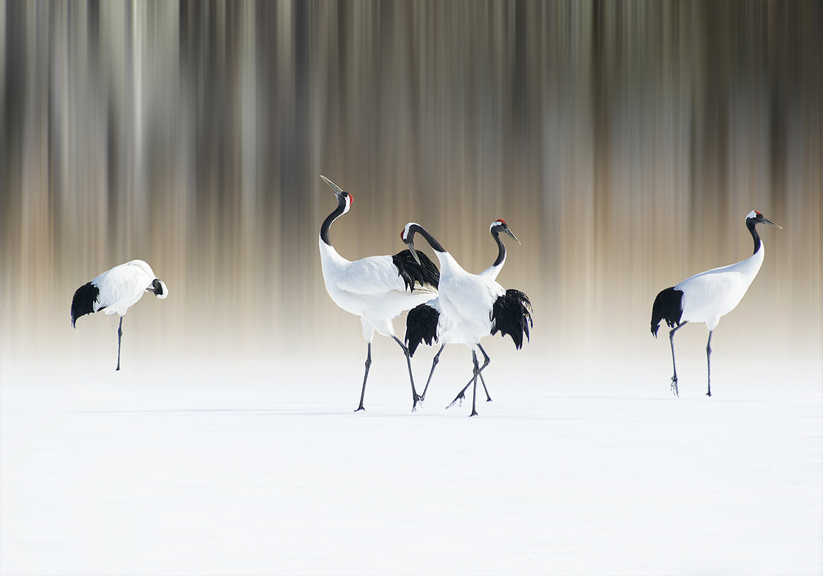 Red-crested white cranes Plakat - Posterbox