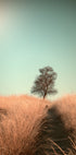 Grass and Path - Posterbox