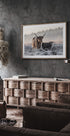 Highlander and Calf Plakat - Posterbox