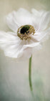 Single White - Posterbox