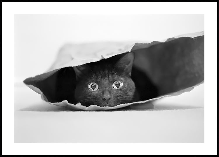 Cat in a bag Plakat - Posterbox