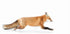 Red Fox on the run - Algonquin Park Plakat - Posterbox