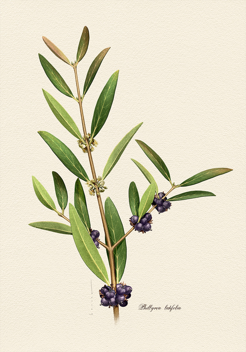 Botany Phillyrea Latifolia Plakat - Posterbox