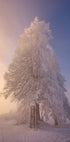 winter poetry in the morning light Plakat - Posterbox