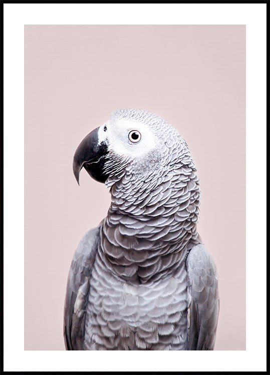 African Grey - Posterbox