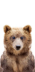 Baby Bear - Posterbox