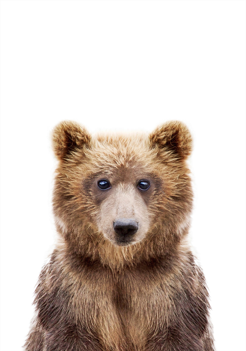 Baby Bear - Posterbox