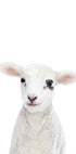 Baby Lamb - Posterbox