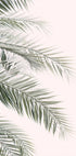 Blush Palm Leaves Plakat - Posterbox