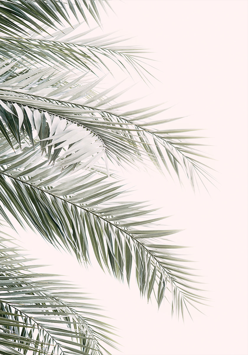 Blush Palm Leaves Plakat - Posterbox