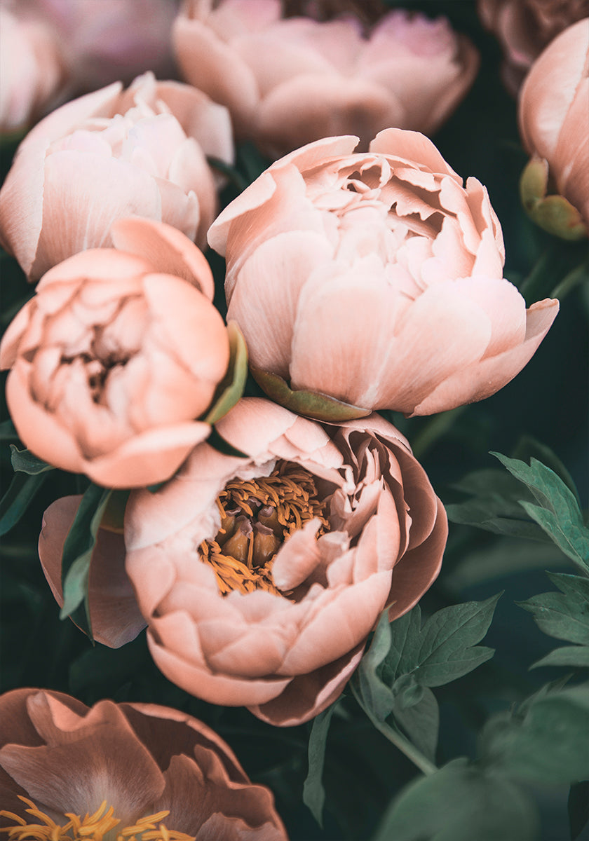Coral Peonies - Posterbox