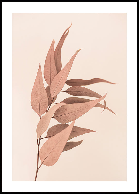 Dried Eucalyptus - Posterbox