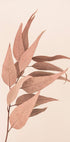 Dried Eucalyptus - Posterbox