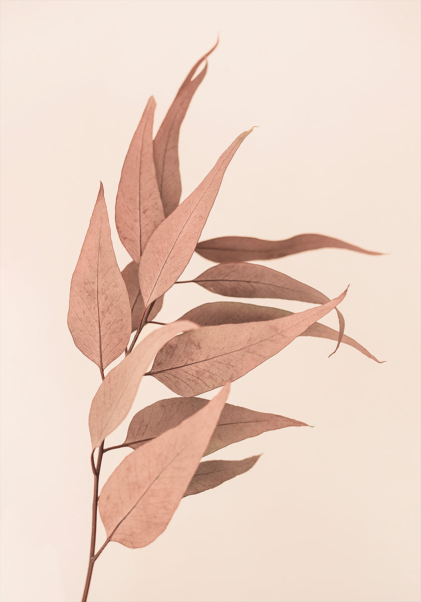 Dried Eucalyptus - Posterbox