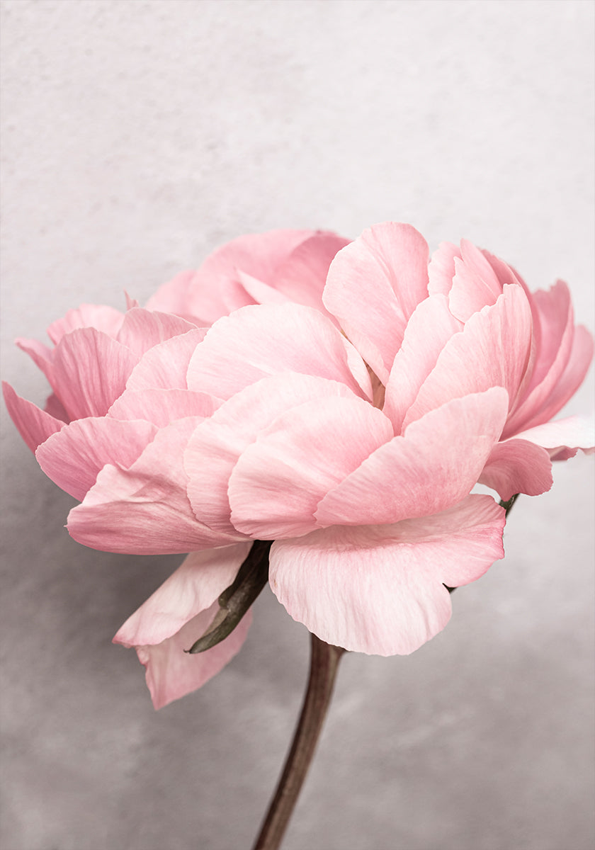 Peony - Posterbox