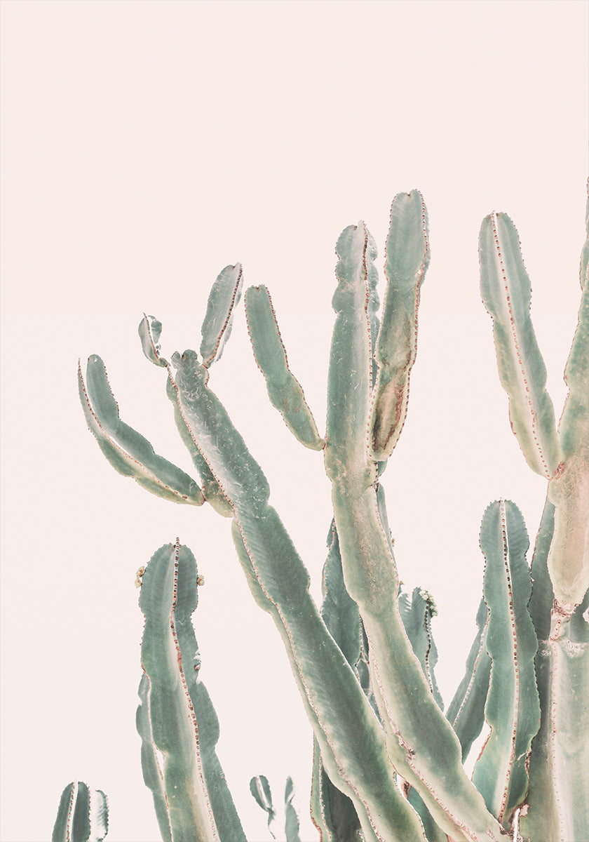 Sunrise Cactus - Posterbox