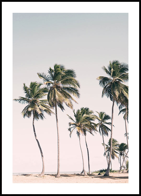 Blush Tropical Trees (NEW) - Posterbox