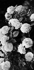 Rose Bush Plakat - Posterbox