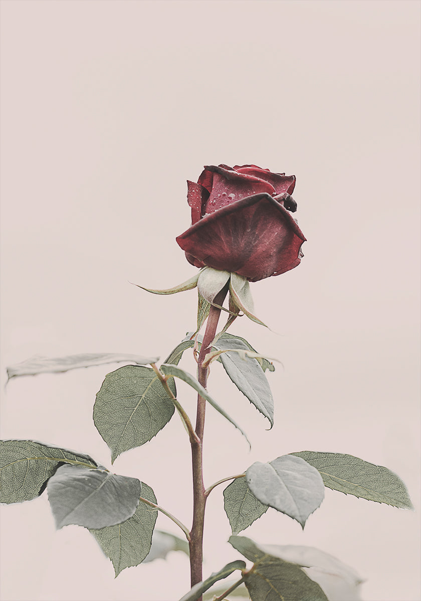 Rose Plakat - Posterbox